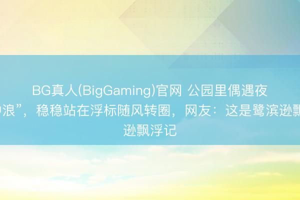 BG真人(BigGaming)官网 公园里偶遇夜鹭“冲浪”，稳稳站在浮标随风转圈，<a href=