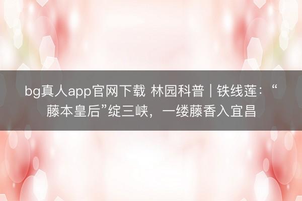 bg真人app官网下载 林园科普 | 铁线莲：“藤本皇后”绽三峡，一缕藤香入宜昌